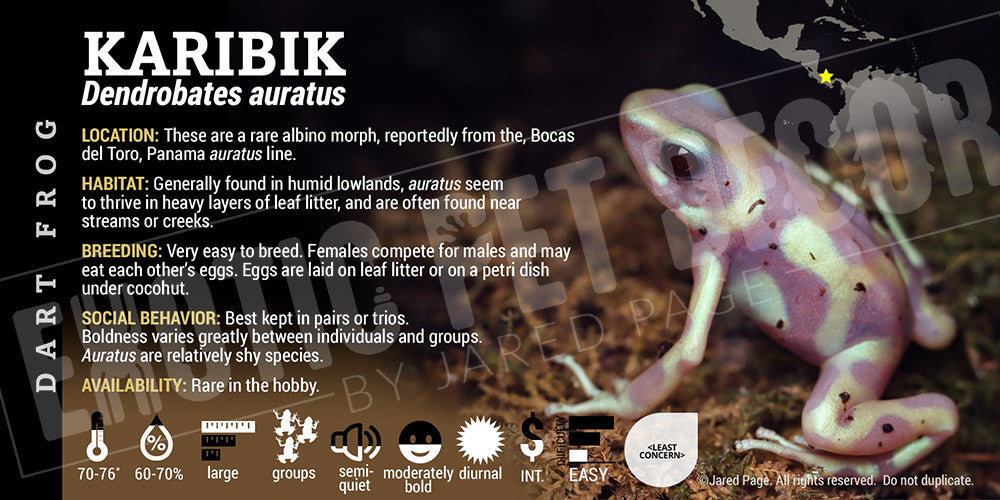 Dendrobates auratus 'Karibik' Dart Frog Label