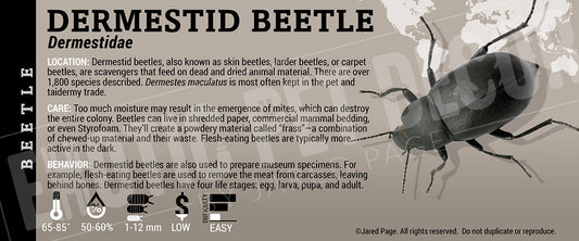 Dermestidae 'Dermestid'Beetle