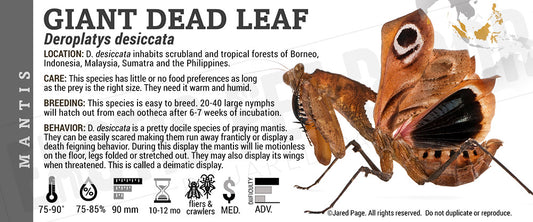 Deroplatys desiccata 'Giant Dead Leaf' Mantis