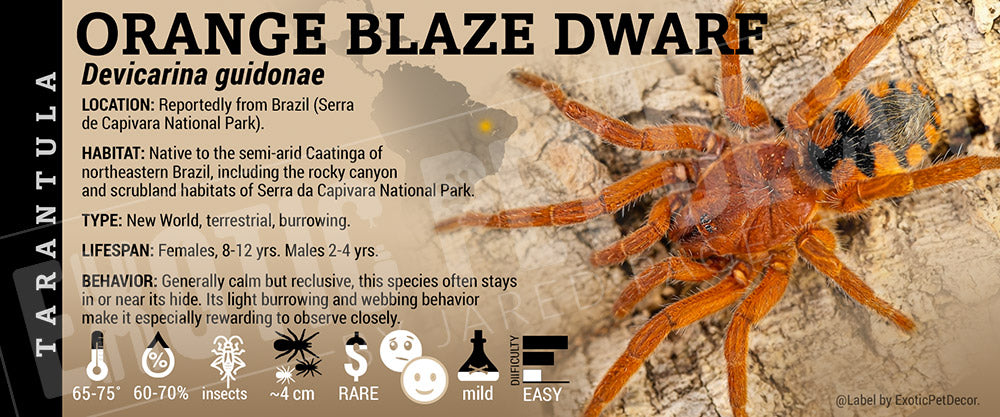 Devicarina guidonae 'Orange Blaze Dwarf' Tarantula label