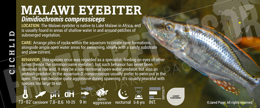 Dimidiochromis compressiceps 'Malawi Eyebiter' Fish