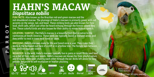 Diopsittaca nobilis 'Hahn's Macaw'