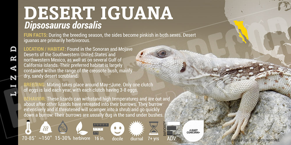 Dipsosaurus dorsalis 'Desert Iguana' label