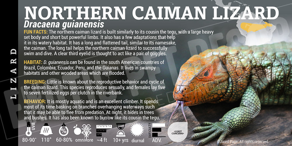 caiman lizard dracaena guianensis Dracaena guianensis 'Northern Caiman' Lizard Cards and Enclosure Labels – Exotic Pet Decor