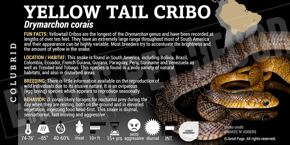 Drymarchon corais 'Yellow-tail Cribo' Snake