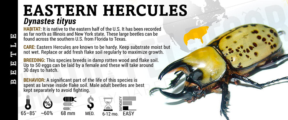 Dynastes tityus 'Eastern Hercules' Beetle