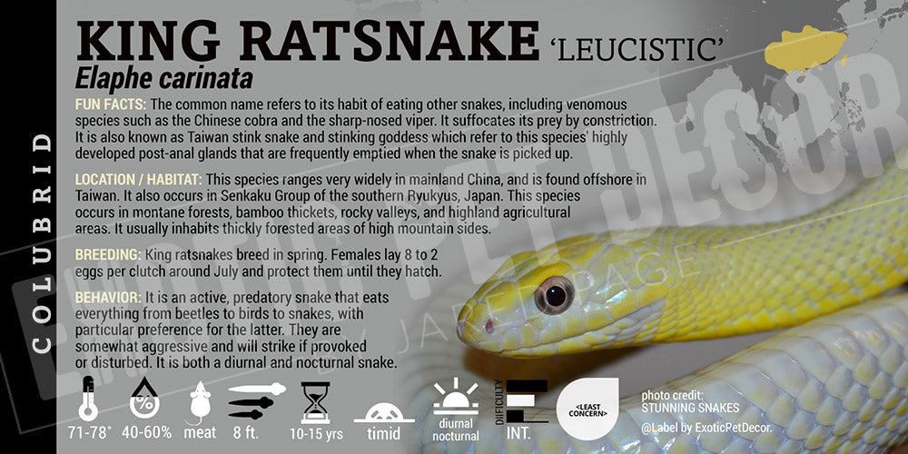 Elaphe carinata 'King Ratsnake'