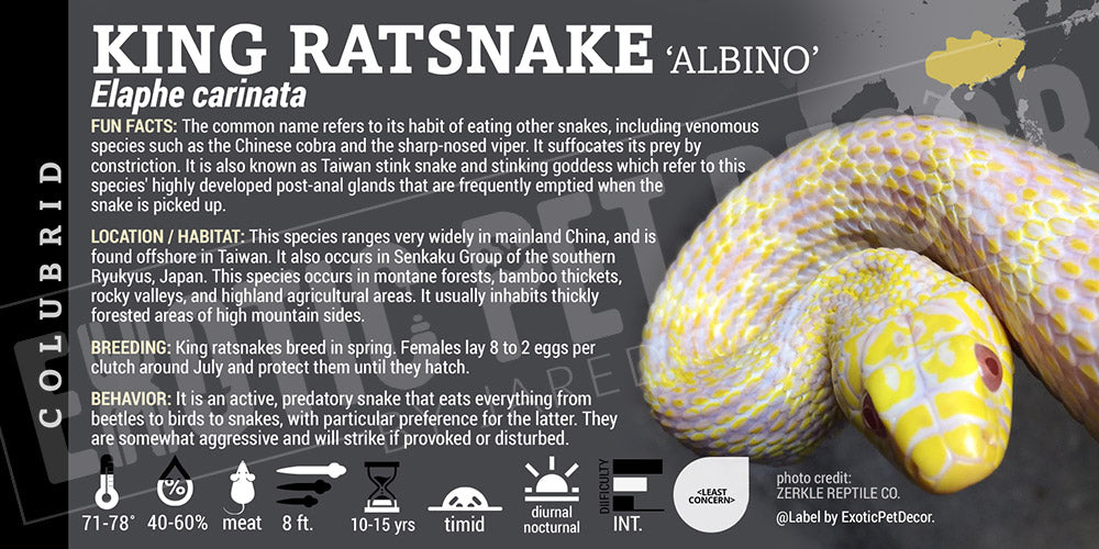 Elaphe carinata 'King Ratsnake'
