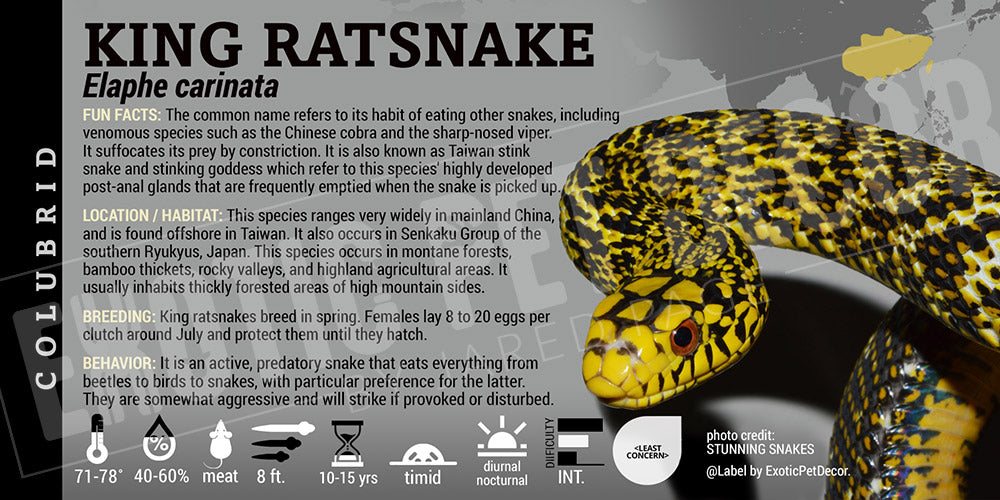 Elaphe carinata 'King Ratsnake'