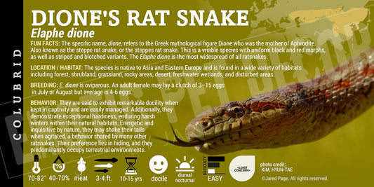 Elaphe dione 'Dione's Rat Snake'
