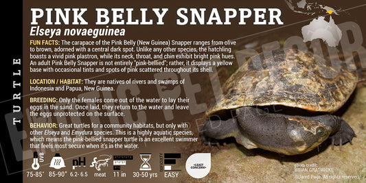 Elseya novaeguinea Pink Belly Snapper' Turtle