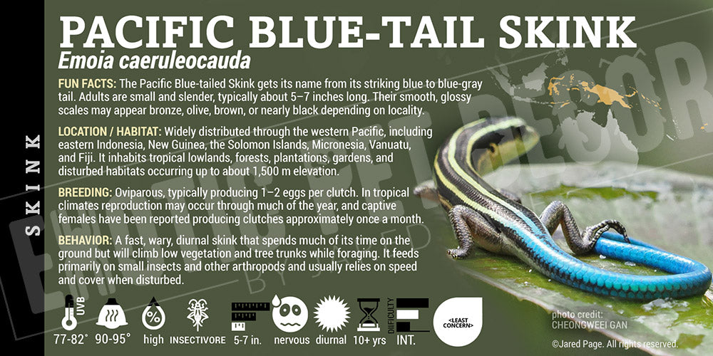 Emoia caeruleocauda 'Pacific Blue-Tail' Skink label