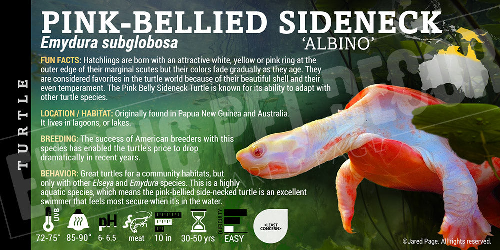 Emydura subglobosa 'Pink Belly Side Neck' Turtle