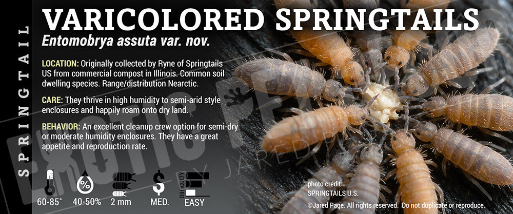 Entomobrya assuta var. nov. 'Varicolored Springtails' label