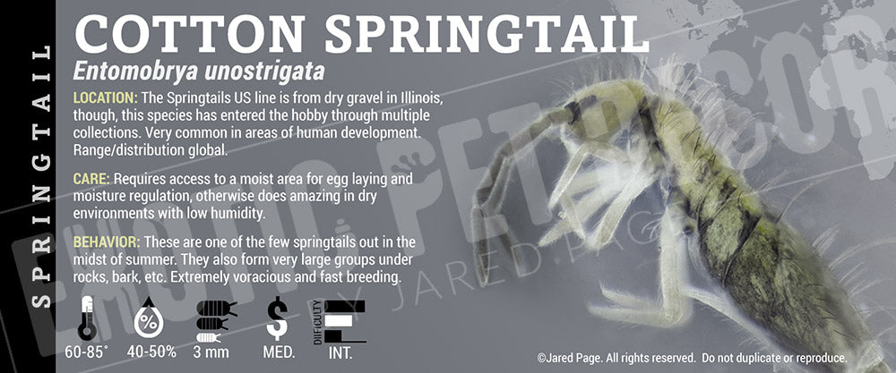 Entomobrya unostrigata 'Cotton' Springtail