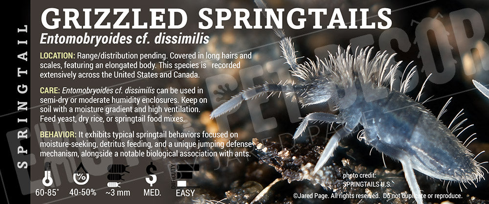 Entomobryoides cf.dissimilis 'Grizzled Springtails' label