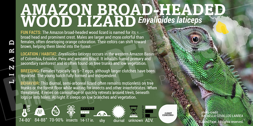 Enyalioides laticeps 'Amazon Broad-headed Wood' Lizard label