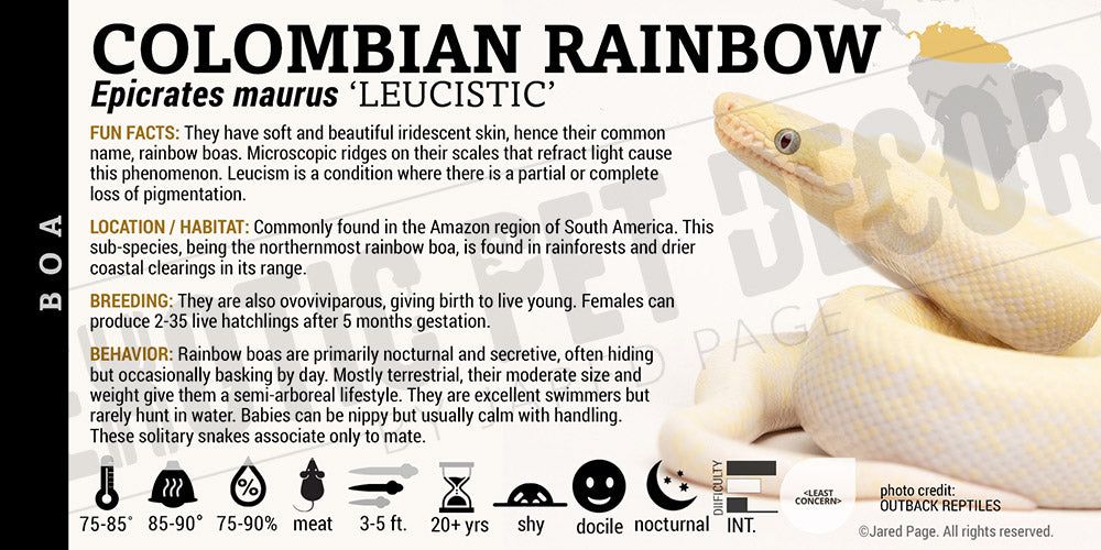 Epicrates maurus 'Colombian Rainbow' Boa