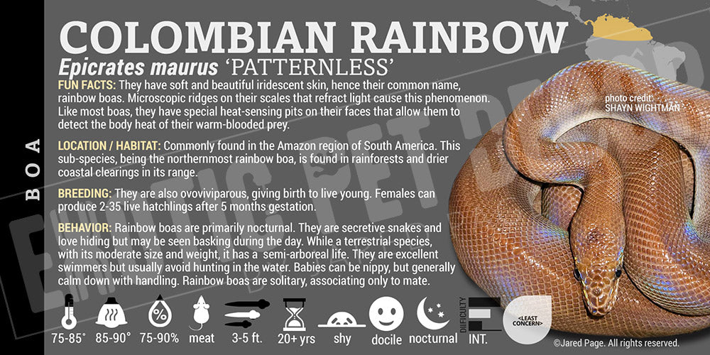 Epicrates maurus 'Colombian Rainbow' Boa