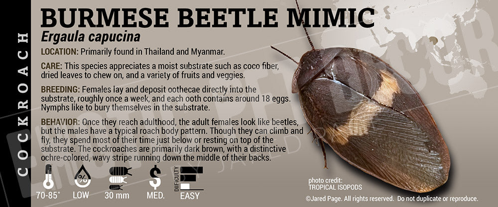 Ergaula capucina 'Burmese Beetle Mimic' Roach label