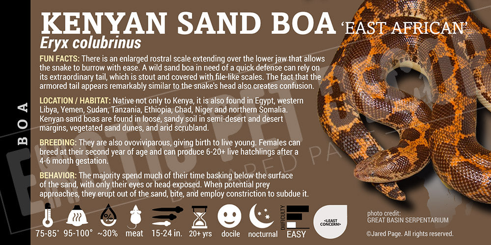 Eryx colubrinus 'Kenyan Sand' Boa