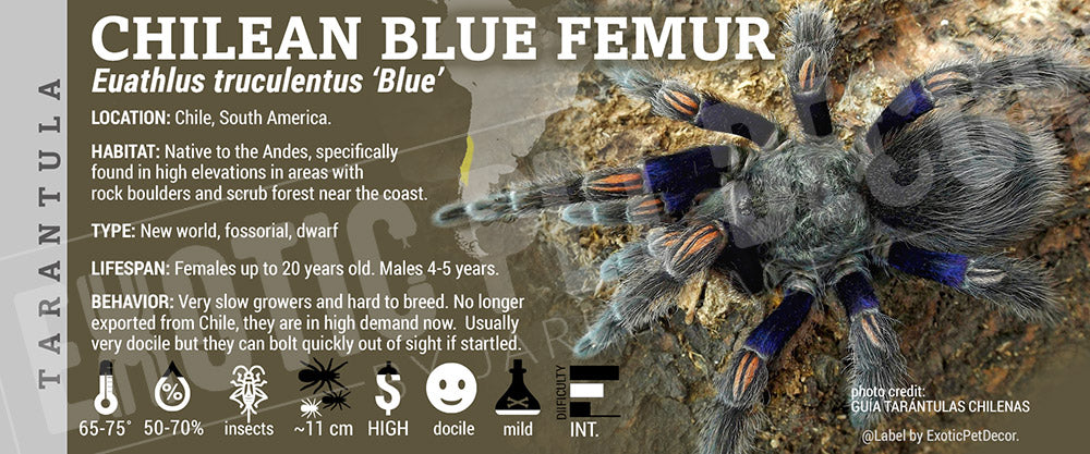 Euathlus Truculentus blue 'Chilean Blue Femur' Tarantula label