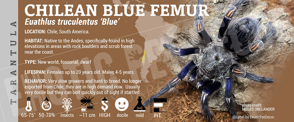 Euathlus Truculentus blue 'Chilean Blue Femur' Tarantula label
