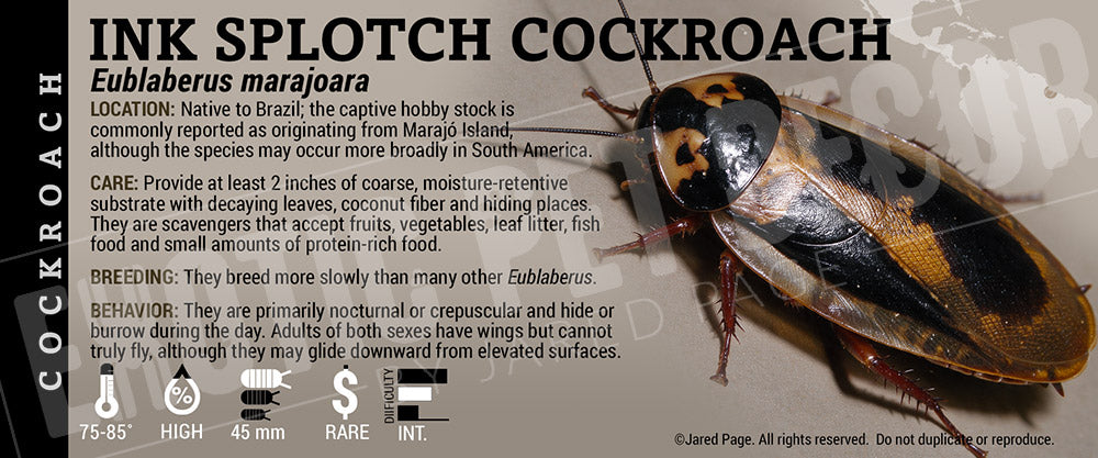 Eublaberus marajoara 'Ink Splotch' Roach label