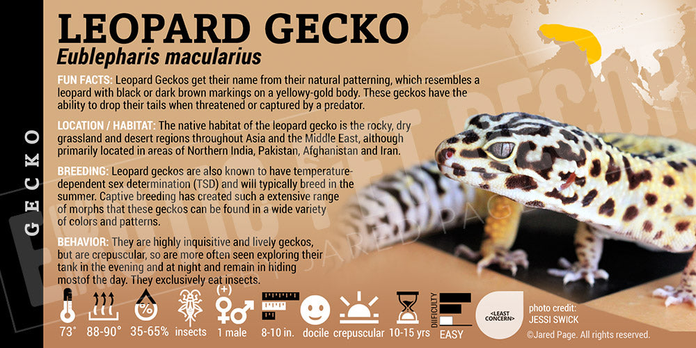 Eublepharis macularius 'Leopard' Gecko