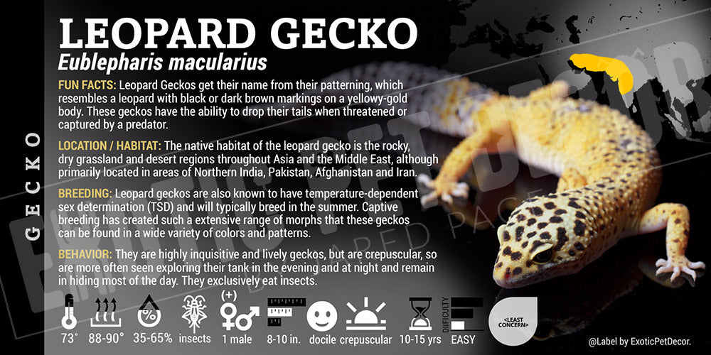 Eublepharis macularius 'Leopard' Gecko