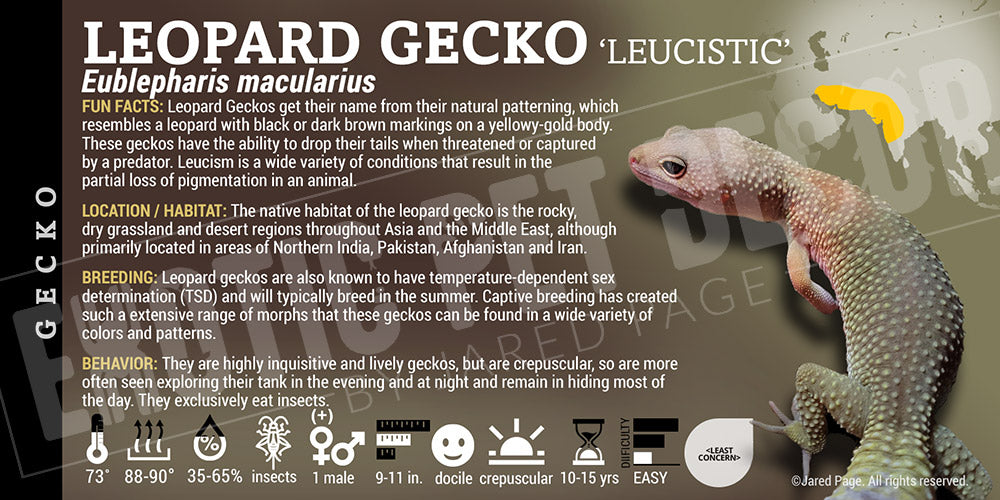 Eublepharis macularius 'Leopard' Gecko