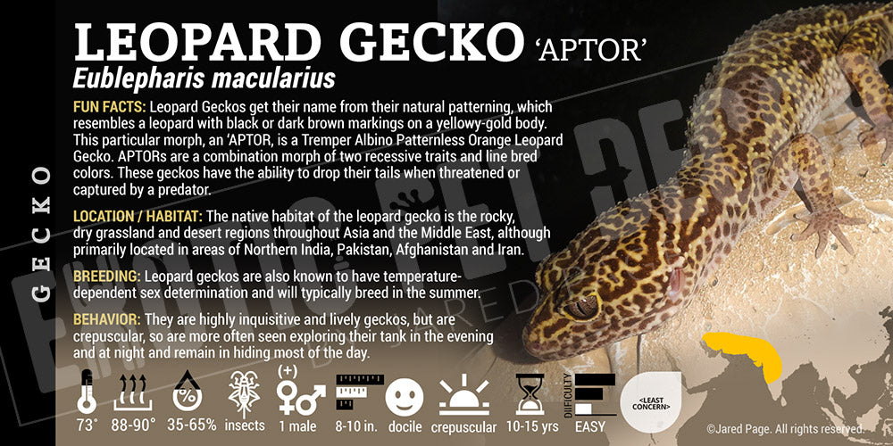 Eublepharis macularius 'Leopard' Gecko