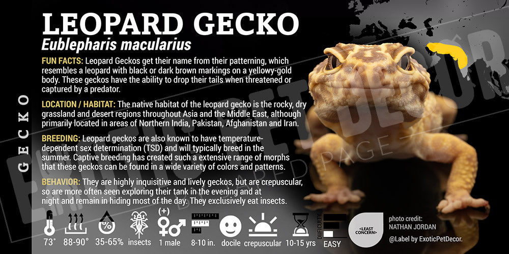 Eublepharis macularius 'Leopard' Gecko