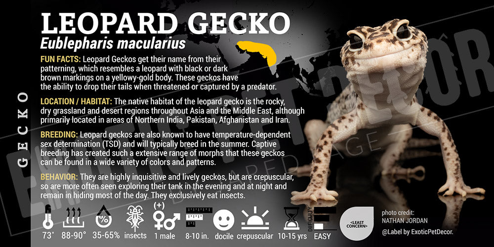 Eublepharis macularius 'Leopard' Gecko