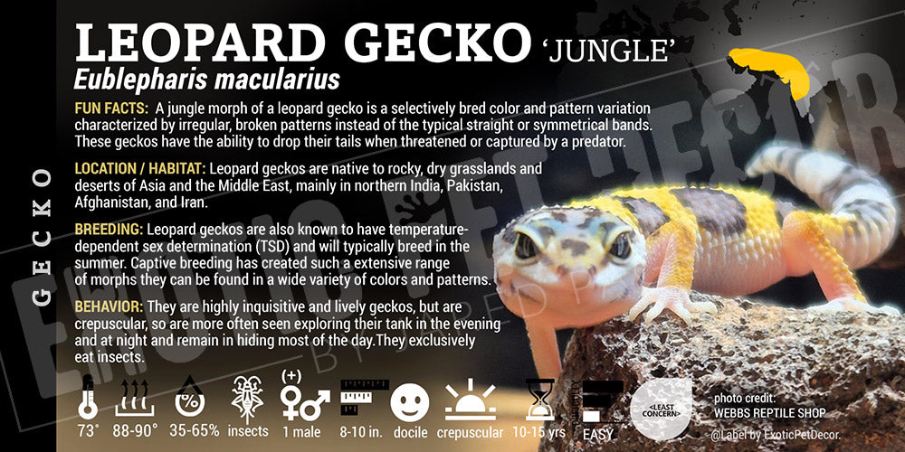 Eublepharis macularius 'Leopard' Gecko