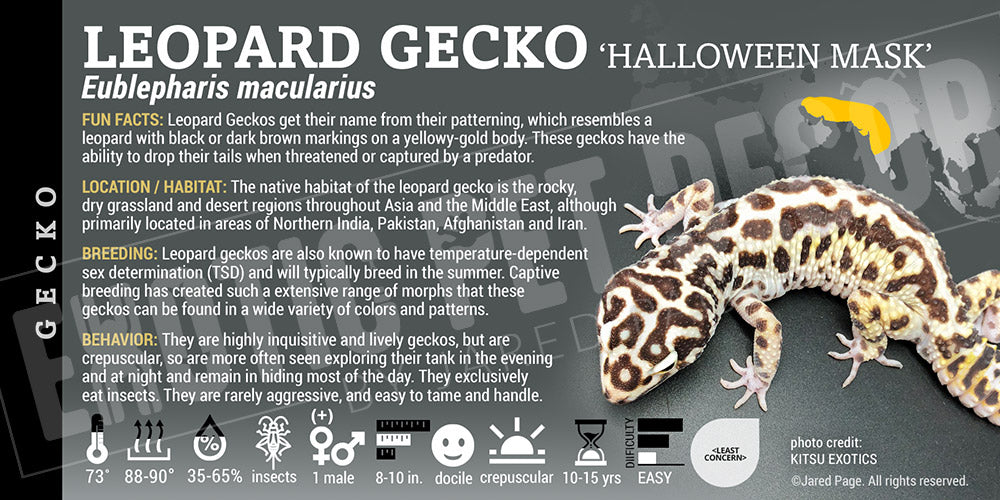 Eublepharis macularius 'Leopard' Gecko