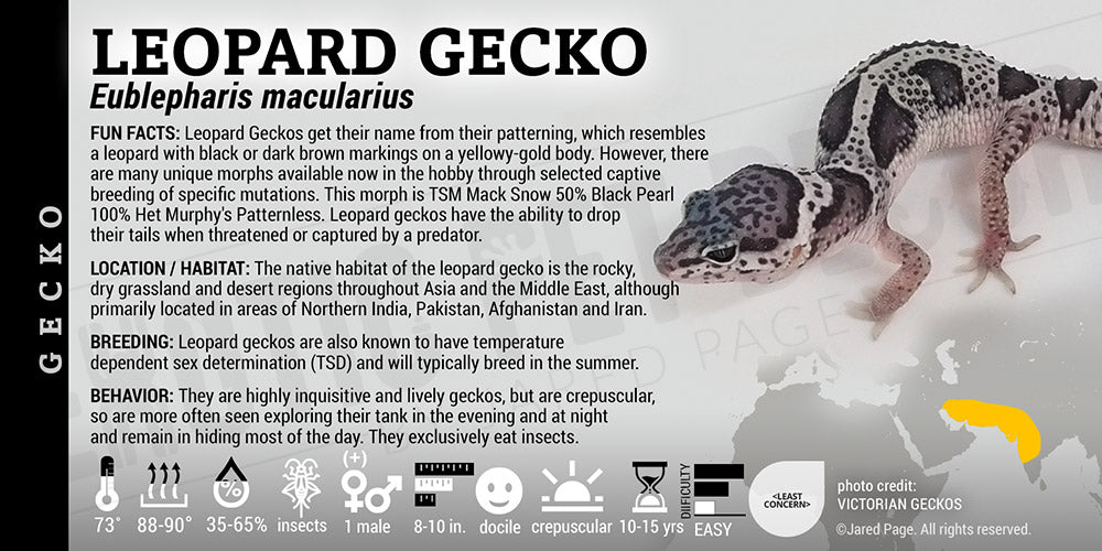 Eublepharis macularius 'Leopard' Gecko