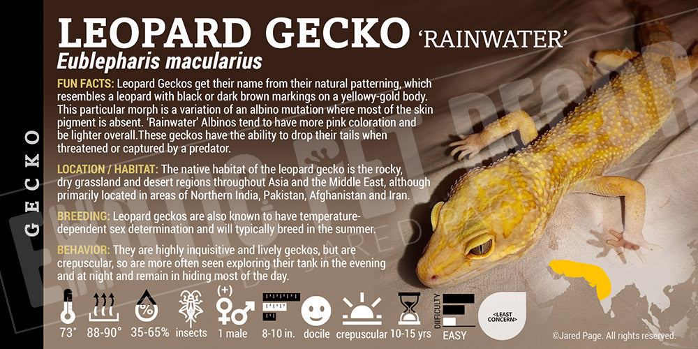 Eublepharis macularius 'Leopard' Gecko