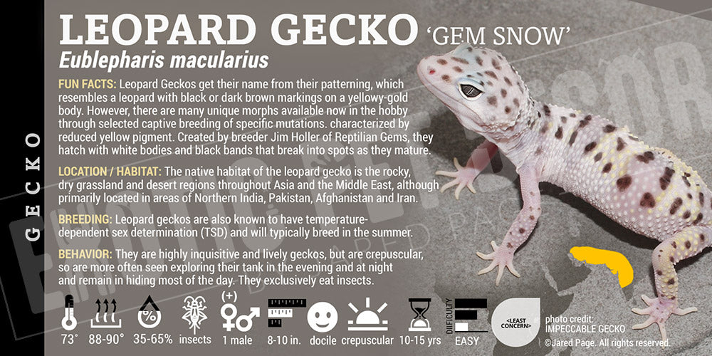 Eublepharis macularius 'Leopard' Gecko