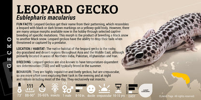 Eublepharis macularius 'Leopard' Gecko
