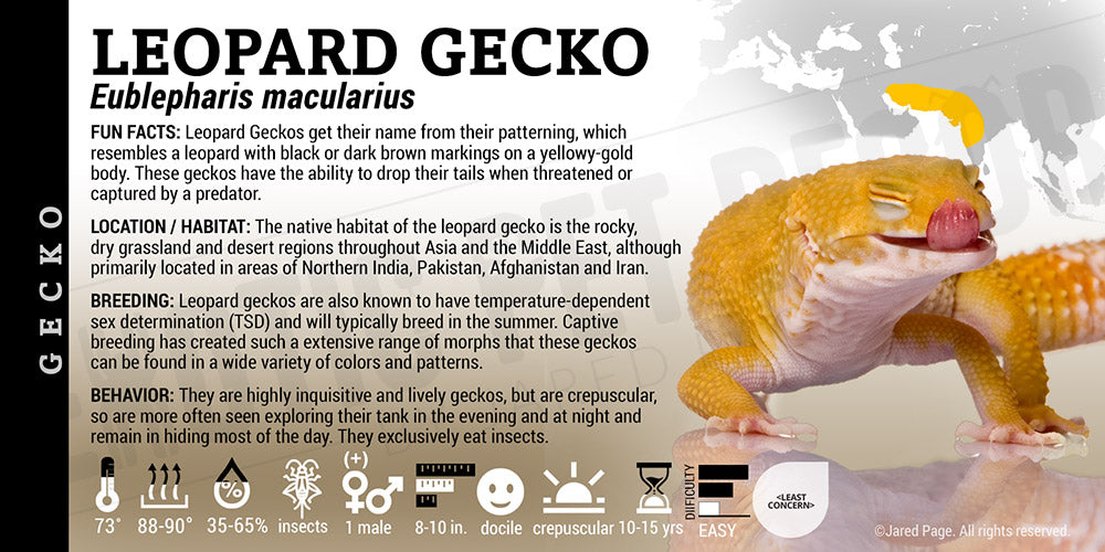 Eublepharis macularius 'Leopard' Gecko