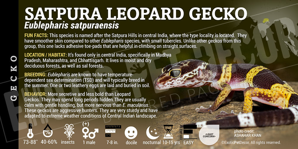 Eublepharis satpuraensis 'Satpura Leopard' Gecko label