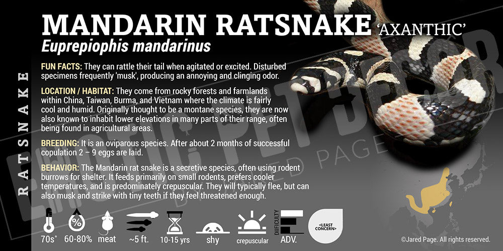 Euprepiophis mandarinus 'Mandarin Ratsnsake'