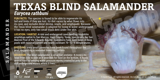 Eurycea rathbuni 'Texas Blind' Salamander
