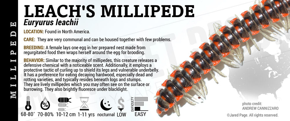 Euryurus leachii 'Leach's' Millipede
