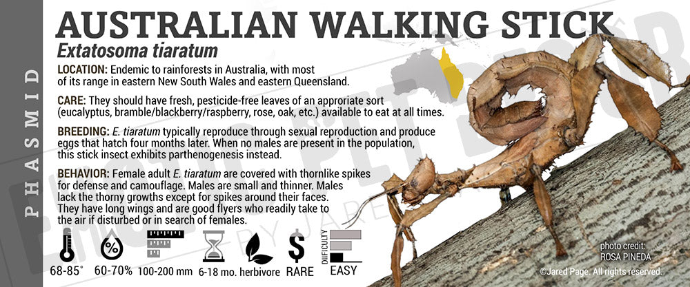 Extatosoma tiaratum 'Austrailian Walking Stick' label