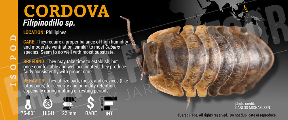 Filipinodillo sp. 'Cordova' isopod label