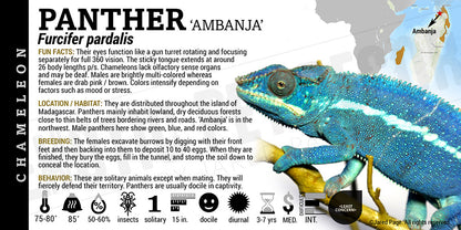 Furcifer pardalis 'Panther' Chameleon