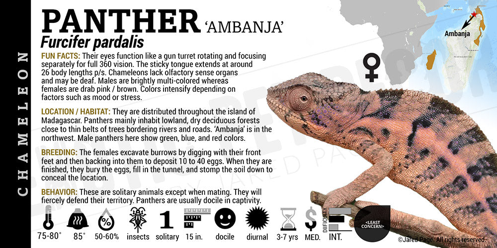 Furcifer pardalis 'Panther' Chameleon
