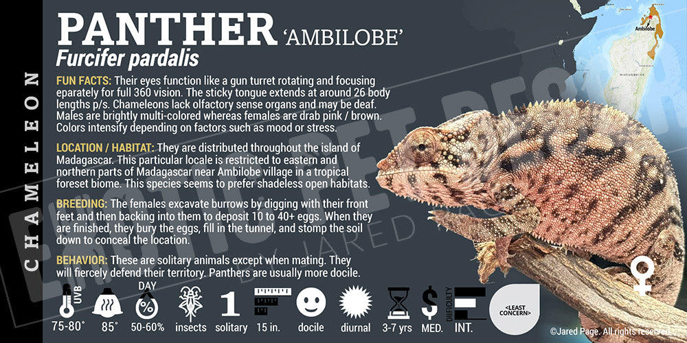 Furcifer pardalis 'Panther' Chameleon